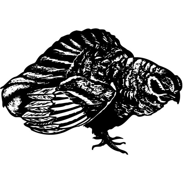 BIRD073 Thumbnail